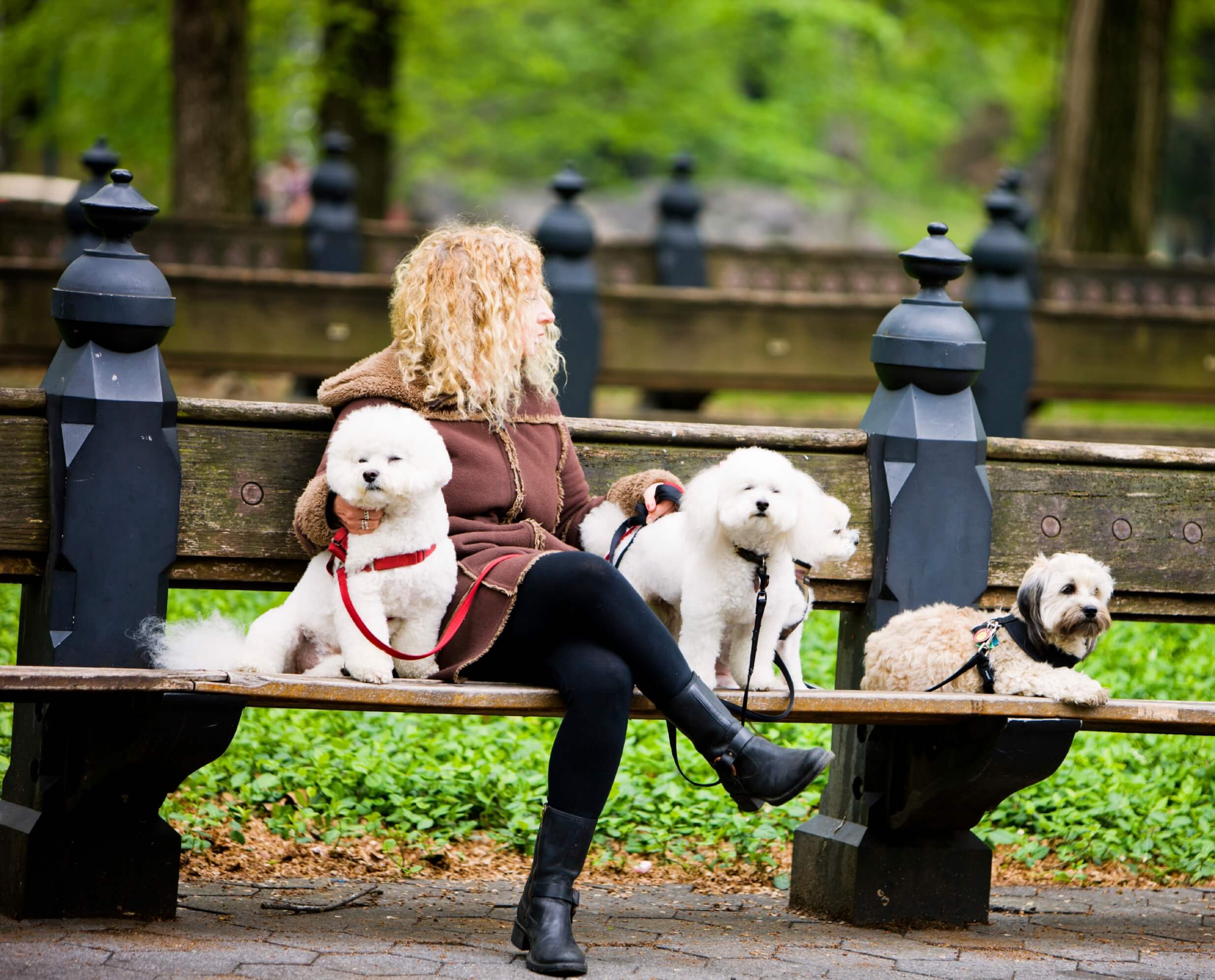 Dogs Central Park